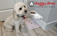 Health-Focused Pet Bowls Image 1