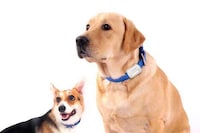 Connected Pet Care Systems Image 8