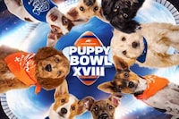 Puppy Trading Card NFTs