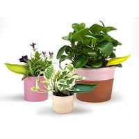 Mess-Free Gardening Tools Image 3