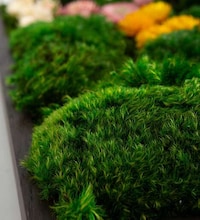 Nature-Inspired Home Decor Image 3