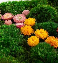 Nature-Inspired Home Decor Image 4