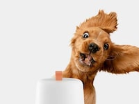 Treat-Launching Pet Cameras Image 2