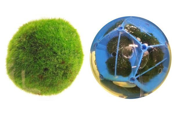 Algae-Powered Rover Robots