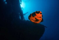 Multitasking Underwater Drones