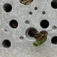 Bee-Friendly Bricks Image 3