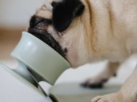 Mess-Free Canine Treat Holders Image 2
