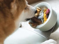 Mess-Free Canine Treat Holders Image 3