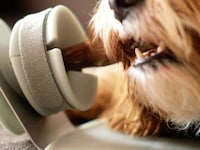 Mess-Free Canine Treat Holders Image 4