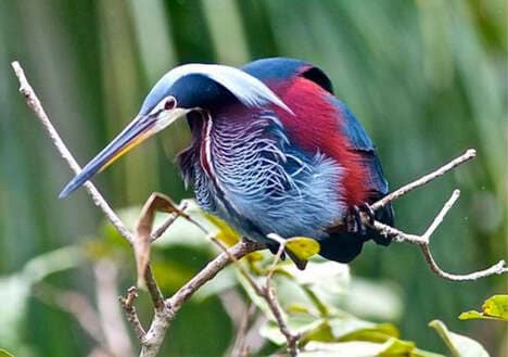 Elusive Heron-Finding Tours