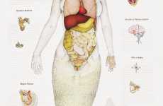 Dissecting Mermaids
