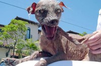 Adopting Ugly