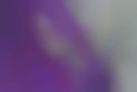 Sparkling Snakelaces