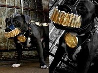 Pit Bull Bling Image 2