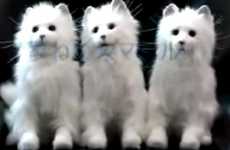 Realistic Robo-Cats