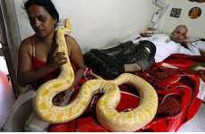 Apartment Serpents