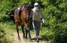 Curious Equestrian Lookbooks