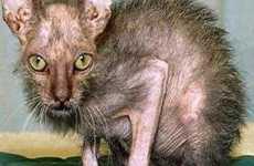 Ugly Bat Cats