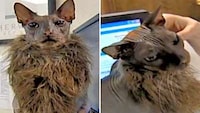 Ugly Bat Cats Image 2