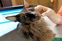Ugly Bat Cats Image 3