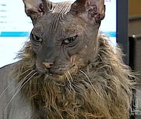 Ugly Bat Cats Image 4
