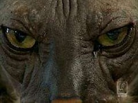 Ugly Bat Cats Image 7