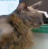 Ugly Bat Cats Image 8