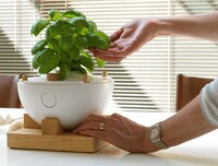 Herbal Habitats Image 3