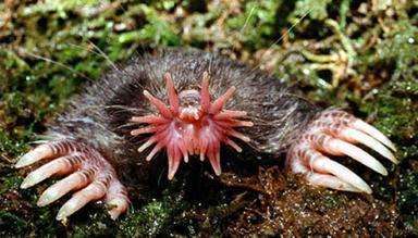 25 Creepy Creature Creations