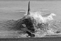 Whale-Inspired PC Peripherals Image 2