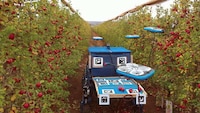 Flying Fruit-Harvesting Drones