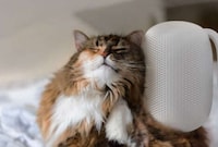 Automated Mounted Cat Brushes Image 1