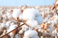 Oceanic Cotton Recycling Initatives