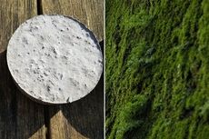 Moss-Growing Concretes Article Thubnail