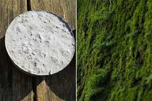 Moss-Growing Concretes Article Thubnail