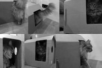 Affordable Minimalist Cat Houses Image 6