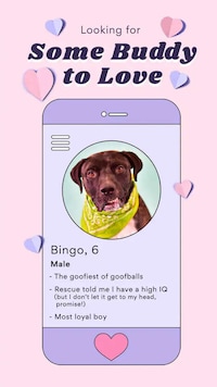 Livestream Adoption Campaigns Image 1