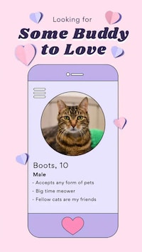 Livestream Adoption Campaigns Image 2