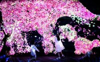 Virtual Sakura Exhibitions Image 2