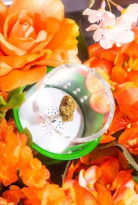 Cannabis Wellness Workshops Image 3