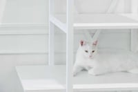 Hybrid Feline-Friendly Furniture Image 4