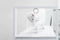 Hybrid Feline-Friendly Furniture Image 5