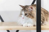 Hybrid Feline-Friendly Furniture Image 7