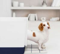 Washable Pet Carpets Image 1