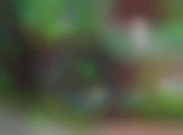 Botanical Sinkhole Paradises