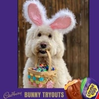 Therapy Dog Brand Mascots