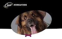 Dog-Friendly Workplace Initiatives Image 1
