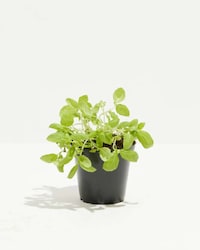 Organic Cooking-Themed Plant