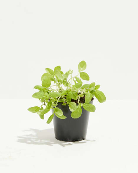 Organic Cooking-Themed Plant