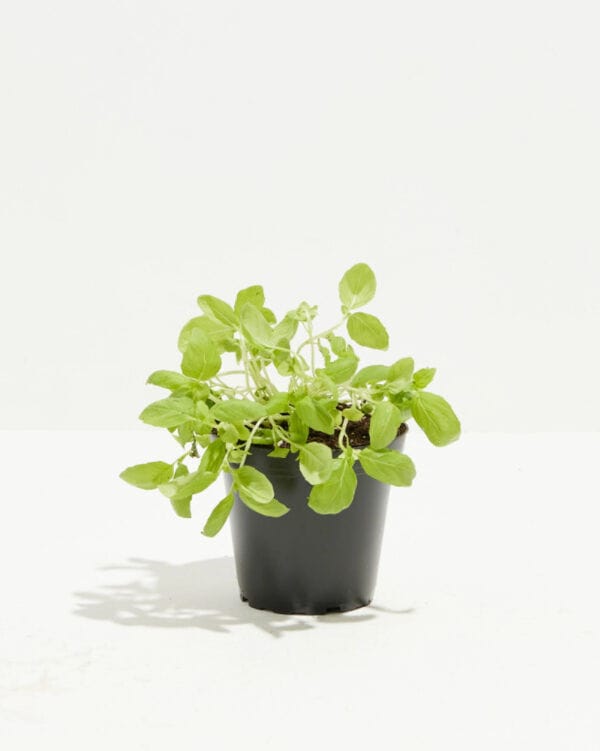 Organic Cooking-Themed Plant
